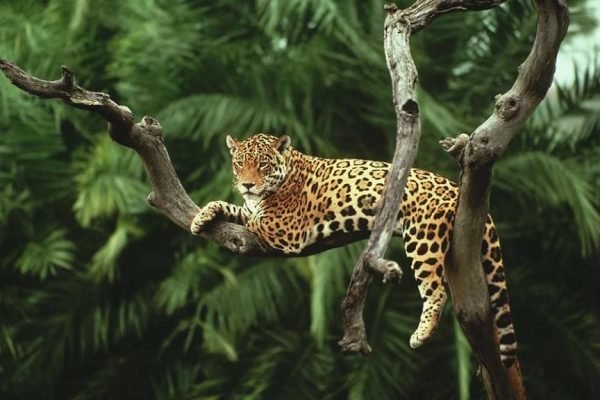 TOP-jaguar.jpg